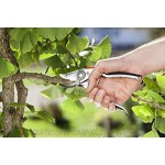 Gardena Alu-Gartenschere B+ L: Premium Bypass Astschere für stärkere Äste und Zweige robuste Alugriffe auswechselbare Klinge max. Schneidedurchmesser 24 mm 8702-20
