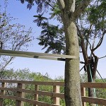 Shintop Pflanzenbinder Garten 65 Fuß Baumgurte Baumanbinder Grün für StützpfeilerHält 1000kg Armee Grün