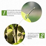 ZCXIONG. 2 3 cm. Sport Pfropfkassettenfilm Selbstklebende Tragbare Gartenbaum Pflanzen Sämlinge Pfropfversorgungen Dehnbar Umweltfreundlich Color : Transparent-3CM