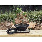 Grow A Bonsai Tree Eloxiertes Aluminium 3,5mm Bonsai Draht 250g große Rolle 30 Feet 3,5mm Schwarz