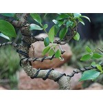 Grow A Bonsai Tree Eloxiertes Aluminium 3,5mm Bonsai Draht 250g große Rolle 30 Feet 3,5mm Schwarz