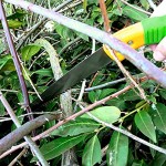 GRÜNTEK Gartensäge Handsäge BARRAKUDA 300 mm Baumsäge mit gehärteten Zähnen und Kunststoffhalfter Holzsäge Säge Astsäge