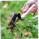Pull Weeds Graben Wildgemüse Artifact Lockerem Boden Wurzel Remover Sämling Lifter Schaufel Handbuch Jäten Garten-Werkzeug