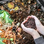 1,000 STK. Kompostwürmer 500g | Regenwürmer Eisenia kompostieren Sie Ihren organischen Abfall Für Vermicomposter Komposter Garten