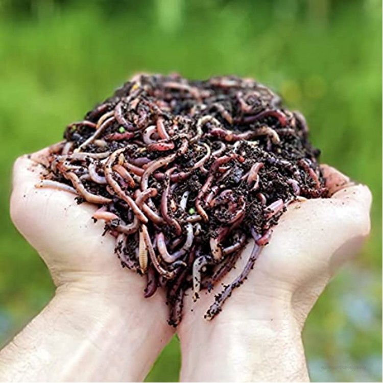 1,000 STK. Kompostwürmer 500g | Regenwürmer Eisenia kompostieren Sie Ihren organischen Abfall Für Vermicomposter Komposter Garten