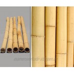1 Stück Moso Bambusrohr gelb Gebleicht 200cm mit 12 bis 14cm Durchmesser Bambusrohr Bambusrohre Rohre aus Bambus Bambus Rohre Bambusrohr