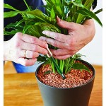 Seramis 730468 Gießanzeiger klein,16 cm – 2er Set Pflanzen Gießmelder,Wasserbedarf-Anzeige für Pflanzen in Tongranulat und Erde,in Grün